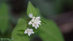 Persicaria thunbergii