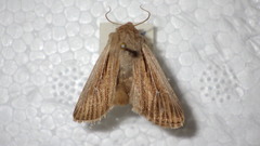 Leucania comma