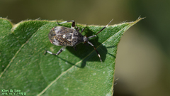 Eurystylus coelestialium