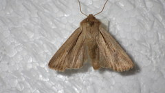 Leucania comma