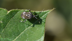 Eurystylus coelestialium