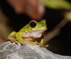 Ranoidea barringtonensis