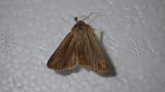 Leucania comma