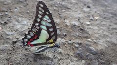 Graphium eurypylus