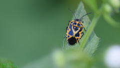 Eurydema