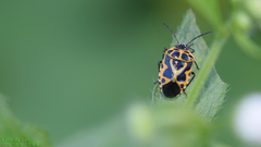Eurydema
