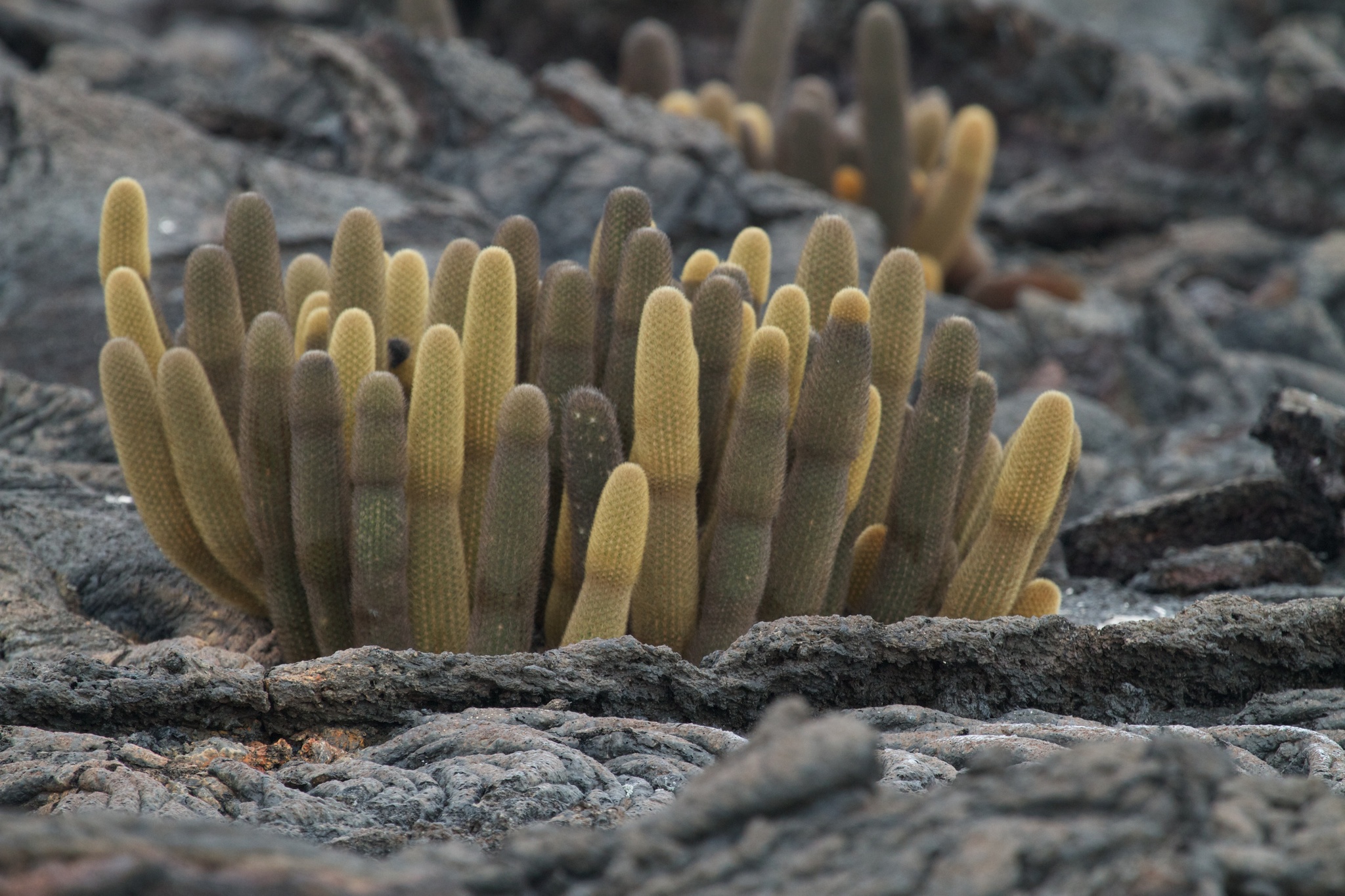 cute cactus wallpaper 'Cactus' Wallpaper by Tea Collection main image 1