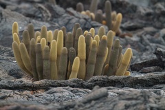Brachycereus nesioticus