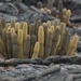 Lava Cactus - Photo (c) Brian Gratwicke, some rights reserved (CC BY)