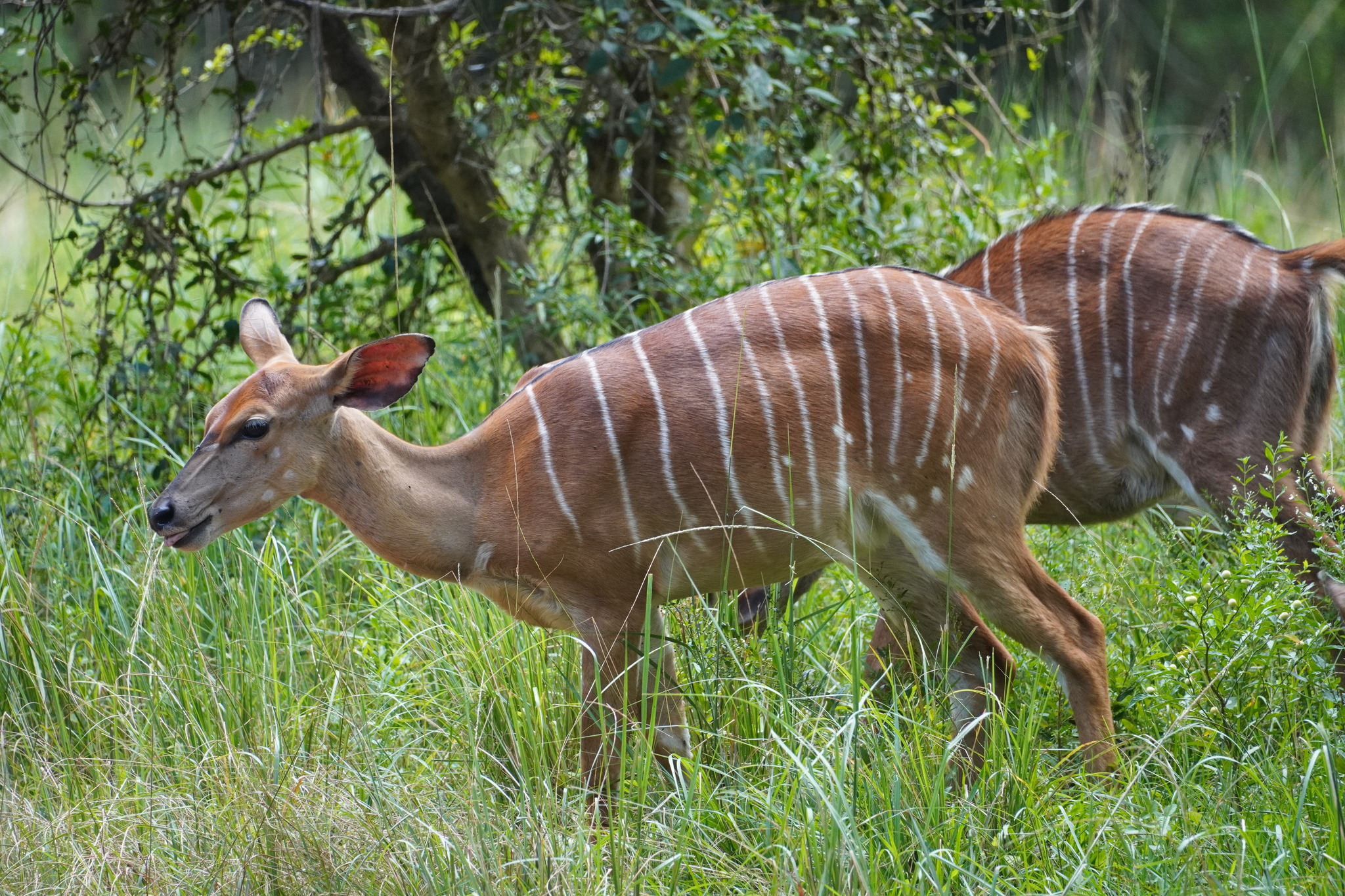 Tragelaphus angasii Angas, 1849