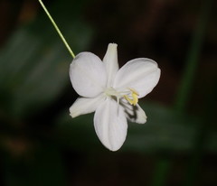 Libertia