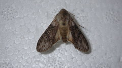 Cucullia absinthii