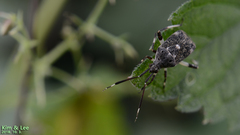 Eurystylus coelestialium