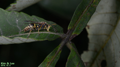 Polistes mandarinus
