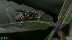 Polistes mandarinus