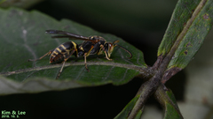 Polistes mandarinus