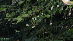 Styrax japonicus