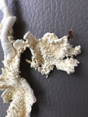 Amanita virgineoides