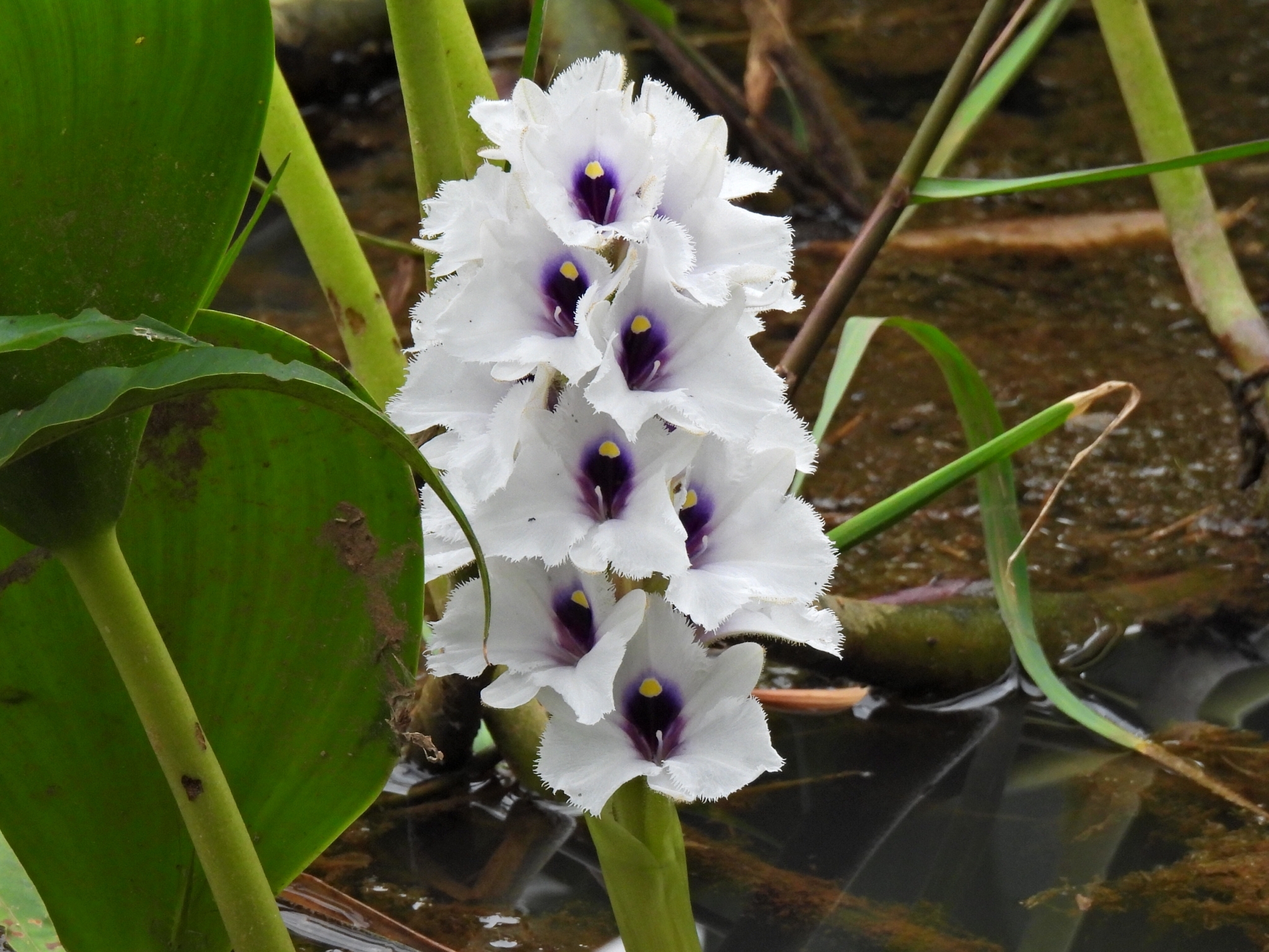 Pontederia azurea