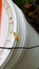 Erastria decrepitaria