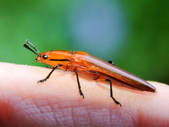 Ectrapezidera semiotina