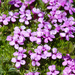 Silene acaulis - Photo (c) Lars Falkdalen Lindahl, algunos derechos reservados (CC BY-NC-SA)