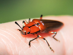 Ectrapezidera semiotina