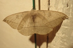 Lonomia obliqua
