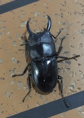 Dorcus arfakianus