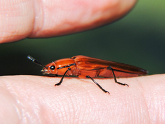 Ectrapezidera semiotina