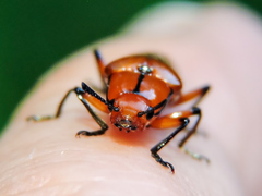 Ectrapezidera semiotina