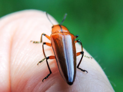 Ectrapezidera semiotina