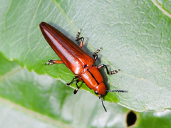Ectrapezidera semiotina