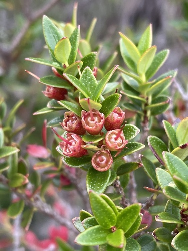 Tepú