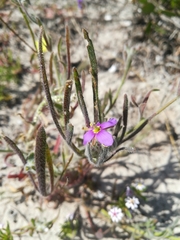 Heliophila linearis