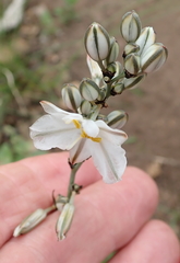 Chlorophytum angulicaule