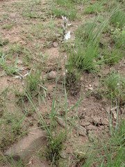 Chlorophytum angulicaule