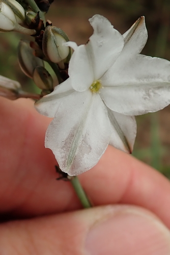 Image of Angular Green Lily (Chlorophytum angulicaule) by no rights reserved