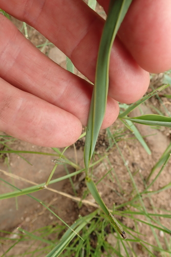 Image of Angular Green Lily (Chlorophytum angulicaule) by no rights reserved