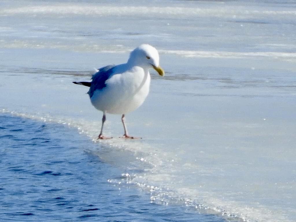 Herring Gull from Greater Sudbury, ON, Canada on March 09, 2023 at 12