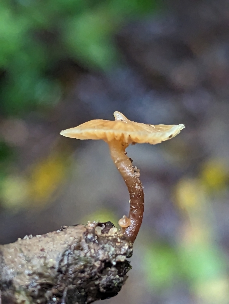 Galerina velutipes · March 2023 · photo: © alan_rockefeller (iNaturalist, cc-by-sa)