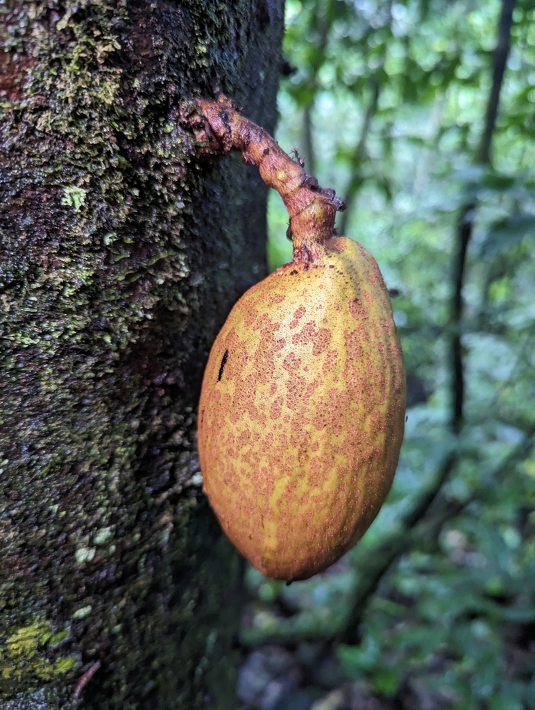 Grias neuberthii from Pastaza, EC-PA, EC on March 09, 2023 at 12:44 PM ...