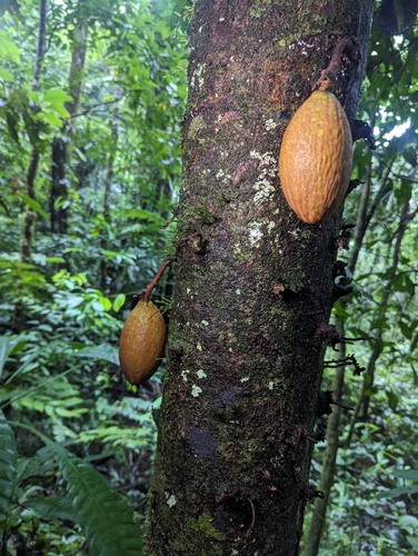 Image of piton tree by (c) Alan Rockefeller, some rights reserved (CC BY)