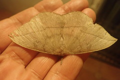 Lonomia obliqua