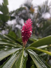 Alpinia purpurata image