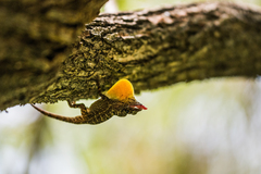 Banded Anole photo 4