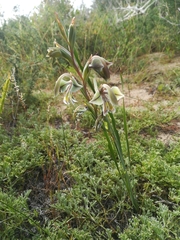 Gladiolus orchidiflorus