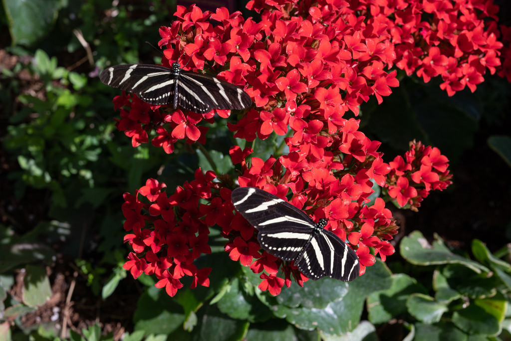 Zebra Longwing from Camelback East Village, Phoenix, AZ, USA on March 4