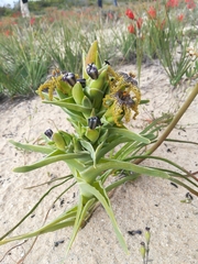 Ferraria foliosa
