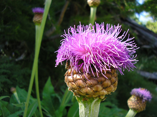 Image of Rhaponticum scariosum by (c) Bob, some rights reserved (CC BY)